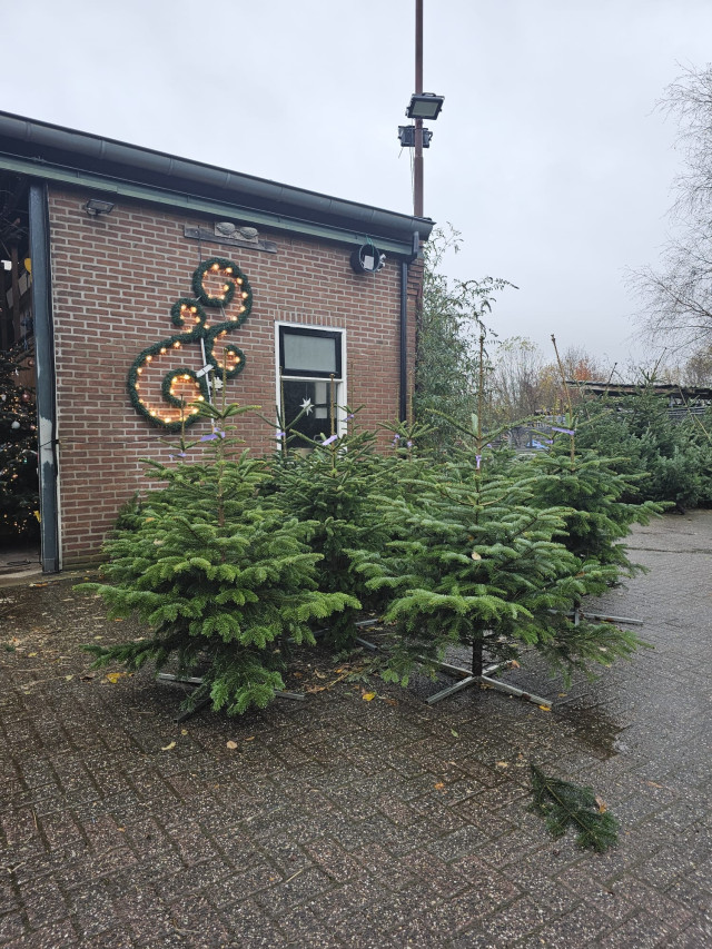 Kerstbomen algemeen 2023 1