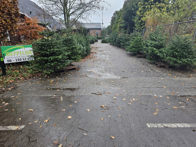Kerstbomen algemeen 2023 2